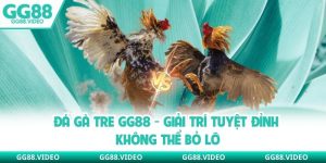 Đá Gà Tre GG88 - Giải Trí Tuyệt Đỉnh Không Thể Bỏ Lỡ